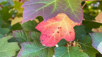 Closeup image of fall leaves in greens, reds, and purples.